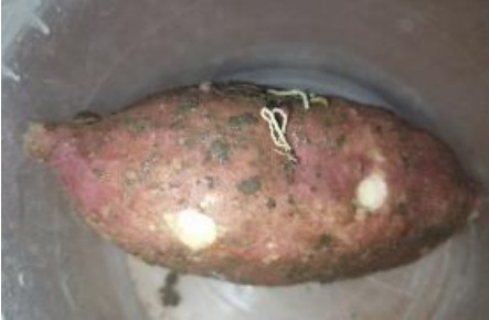 Lesiones provocadas por babosas de la familia Veronicellidae en una raíz tuberosa del cultivar   ́INIVIT B-50 ́ en condiciones de laboratorio.